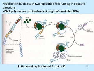 Initiation of replication at E. coli oriC
•Replication bubble with two replication fork running in opposite
directions
•DNA polymerase can bind only at origin of unwinded DNA
12
 