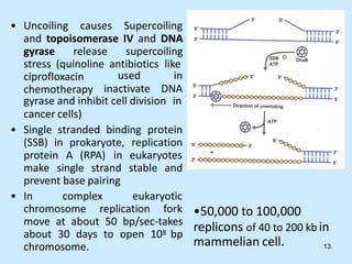 • Uncoiling causes Supercoiling
and topoisomerase IV and DNA
gyrase release supercoiling
stress (quinoline antibiotics like
ciprofloxacin
chemotherapy
used in
inactivate DNA
gyrase and inhibit cell division in
cancer cells)
• Single stranded binding protein
(SSB) in prokaryote, replication
protein A (RPA) in eukaryotes
make single strand stable and
prevent base pairing
• In complex eukaryotic
chromosome replication fork
move at about 50 bp/sec-takes
about 30 days to open 108 bp
chromosome.
•50,000 to 100,000
replicons of 40 to 200 kb in
mammelian cell. 13
 