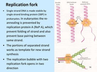 Replication fork
• Single strand DNA is made stabile by
single strand binding protein (SBP) in
prokaryotes. In eukaryotes the re-
annealing is prevented by
replication protein A (ReP A), which
prevent folding of strand and also
prevent base pairing between
same strand.
• The portions of separated strand
works as template for new strand
synthesis
• The replication bubble with two
replication fork opens in two
direction 14
 