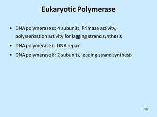• DNA polymerase α: 4 subunits, Primase activity,
polymerization activity for lagging strand synthesis
• DNA polymerase ε: DNA repair
• DNA polymerase δ: 2 subunits, leading strand synthesis
18
Eukaryotic Polymerase
 