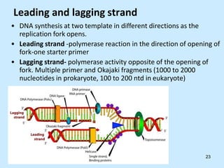 Leading and lagging strand
• DNA synthesis at two template in different directions as the
replication fork opens.
• Leading strand -polymerase reaction in the direction of opening of
fork-one starter primer
• Lagging strand- polymerase activity opposite of the opening of
fork. Multiple primer and Okajaki fragments (1000 to 2000
nucleotides in prokaryote, 100 to 200 ntd in eukaryote)
23
 