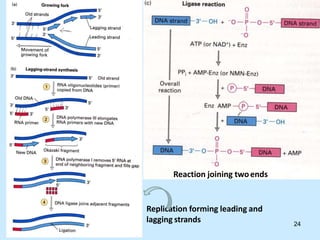 Replication forming leading and
lagging strands
Reaction joining twoends
24
 