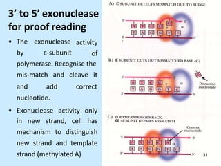 3’ to 5’ exonuclease
for proof reading
• The exonuclease
by ε-subunit
activity
of
polymerase. Recognise the
mis-match and cleave it
correct
and add
nucleotide.
• Exonuclease activity only
in new strand, cell has
mechanism to distinguish
new strand and template
strand (methylated A) 31
 