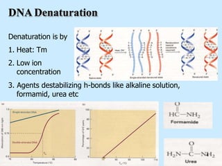 DNA Denaturation
Denaturation is by
1. Heat: Tm
2. Low ion
concentration
3. Agents destabilizing h-bonds like alkaline solution,
formamid, urea etc
4
 
