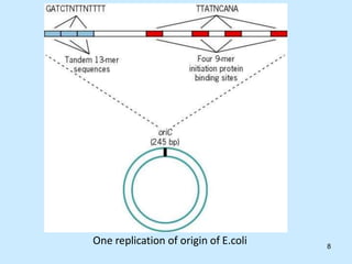 One replication of origin of E.coli 8
 