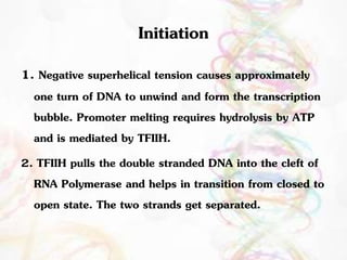 Initiation 
1. Negative superhelical tension causes approximately 
one turn of DNA to unwind and form the transcription 
bubble. Promoter melting requires hydrolysis by ATP 
and is mediated by TFIIH. 
2. TFIIH pulls the double stranded DNA into the cleft of 
RNA Polymerase and helps in transition from closed to 
open state. The two strands get separated. 
 