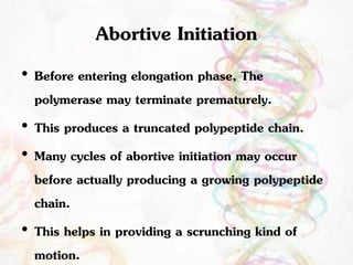 Abortive Initiation 
• Before entering elongation phase, The 
polymerase may terminate prematurely. 
• This produces a truncated polypeptide chain. 
• Many cycles of abortive initiation may occur 
before actually producing a growing polypeptide 
chain. 
• This helps in providing a scrunching kind of 
motion. 
 
