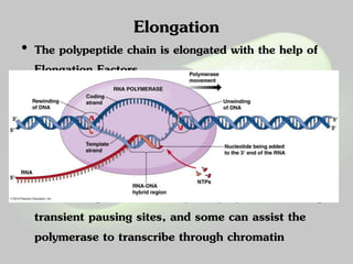 Elongation 
• The polypeptide chain is elongated with the help of 
Elongation Factors. 
• RNA Pol conveniently adds nucleotides to the 3’ end. 
The template strand for this is known as the sense 
strand and the other anti-sense strand. 
• There are different classes of elongation factors. 
Some factors can increase the overall rate of 
transcribing, some can help the polymerase through 
transient pausing sites, and some can assist the 
polymerase to transcribe through chromatin 
 