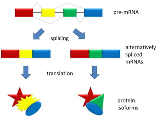 Post Transcriptional Modifications: 
1. RNA Splicing: 
• Introns are removed 
• Exons are joined 
• Small nuclear riboproteins (snRNP) like 
spliceosomes help catalyse the reaction. 
• Self splicing introns also exist. 
• Mainly found in eukaryotes 
 