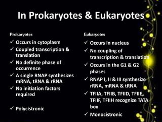 In Prokaryotes & Eukaryotes 
Prokaryotes 
 Occurs in cytoplasm 
 Coupled transcription & 
translation 
 No definite phase of 
occurrence 
 A single RNAP synthesizes 
mRNA, tRNA & rRNA 
 No initiation factors 
required 
 Polycistronic 
Eukaryotes 
 Occurs in nucleus 
 No coupling of 
transcription & translation 
 Occurs in the G1 & G2 
phases 
 RNAP I, II & III synthesize 
rRNA, mRNA & tRNA 
 TFIIA, TFIIB, TFIID, TFIIE, 
TFIIF, TFIIH recognize TATA 
box 
 Monocistronic 
 