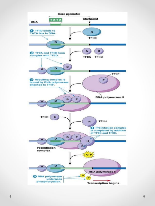 eukaryotic transcription rna pol ii promoters which of the following form the preinitiation complex pic