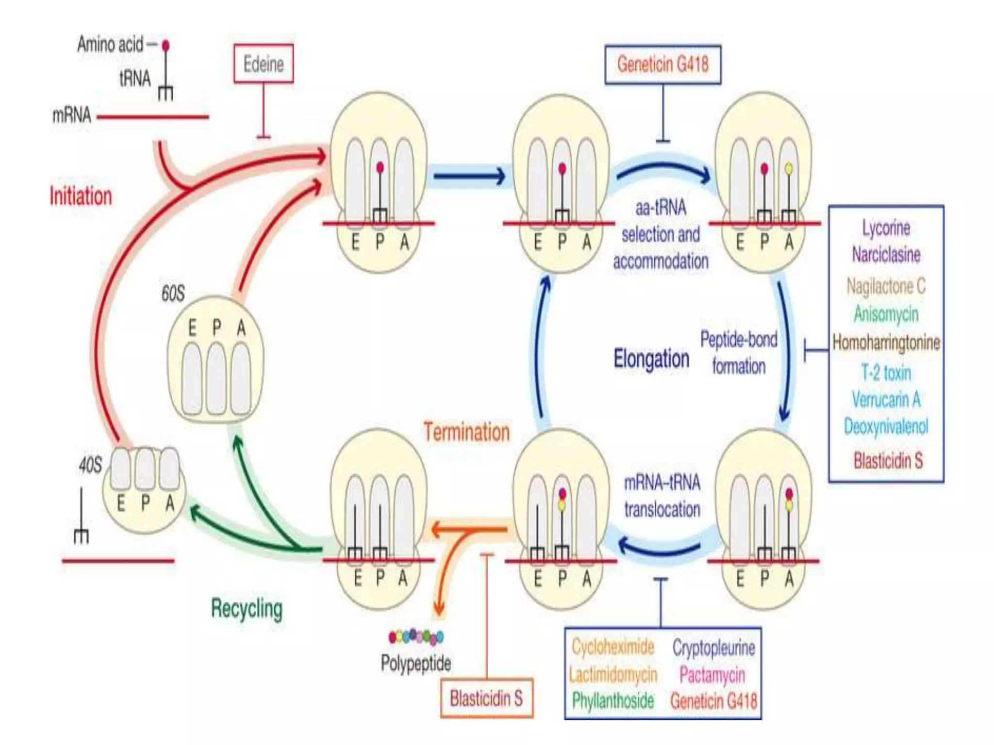 Eukaryotic translation | PPTX