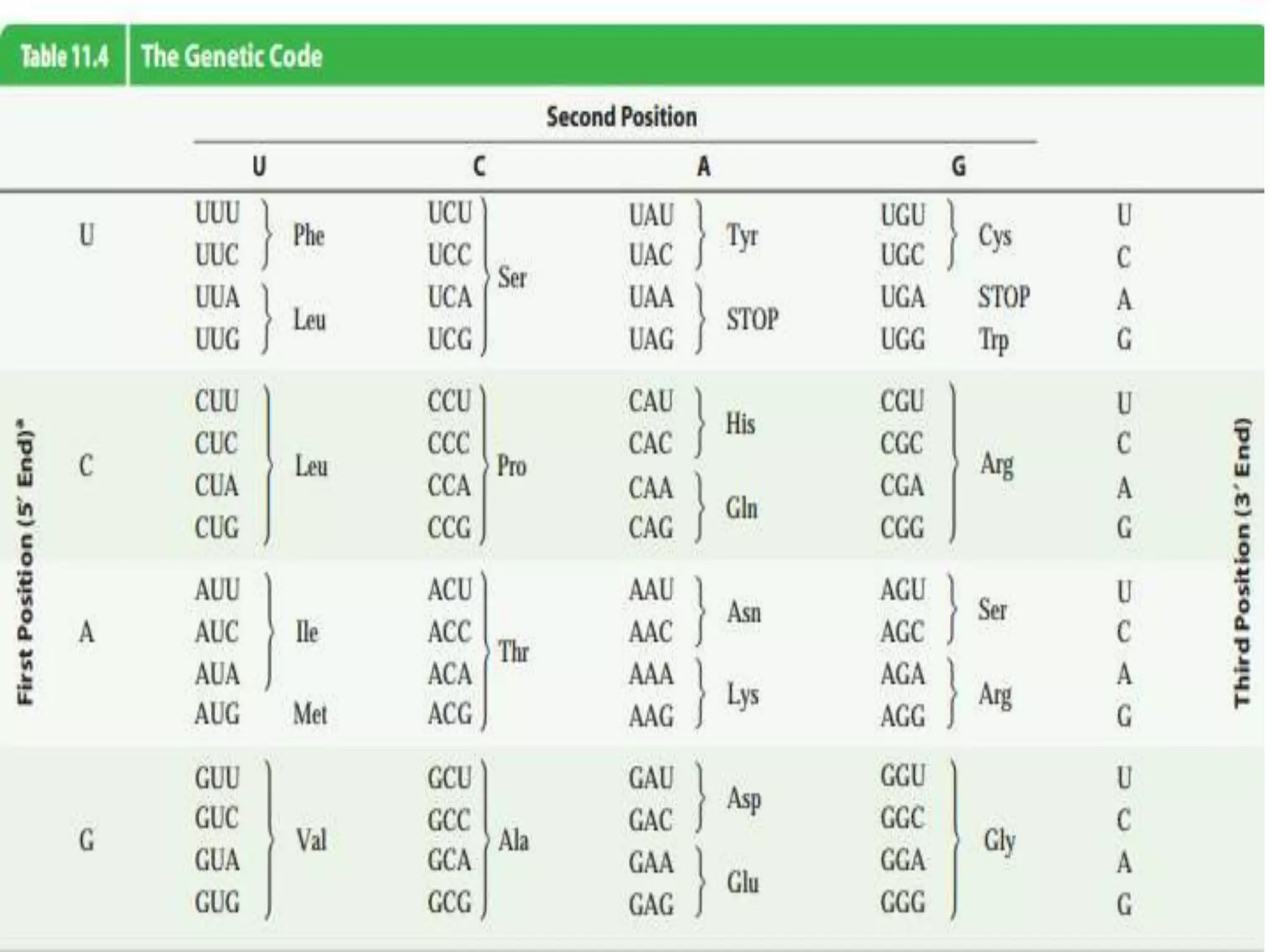 Eukaryotic translation | PPTX