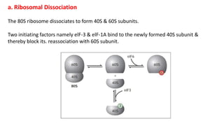 eukaryotic translation.pptx