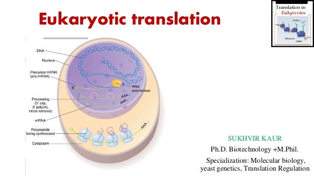 Eukaryotic translation pathway