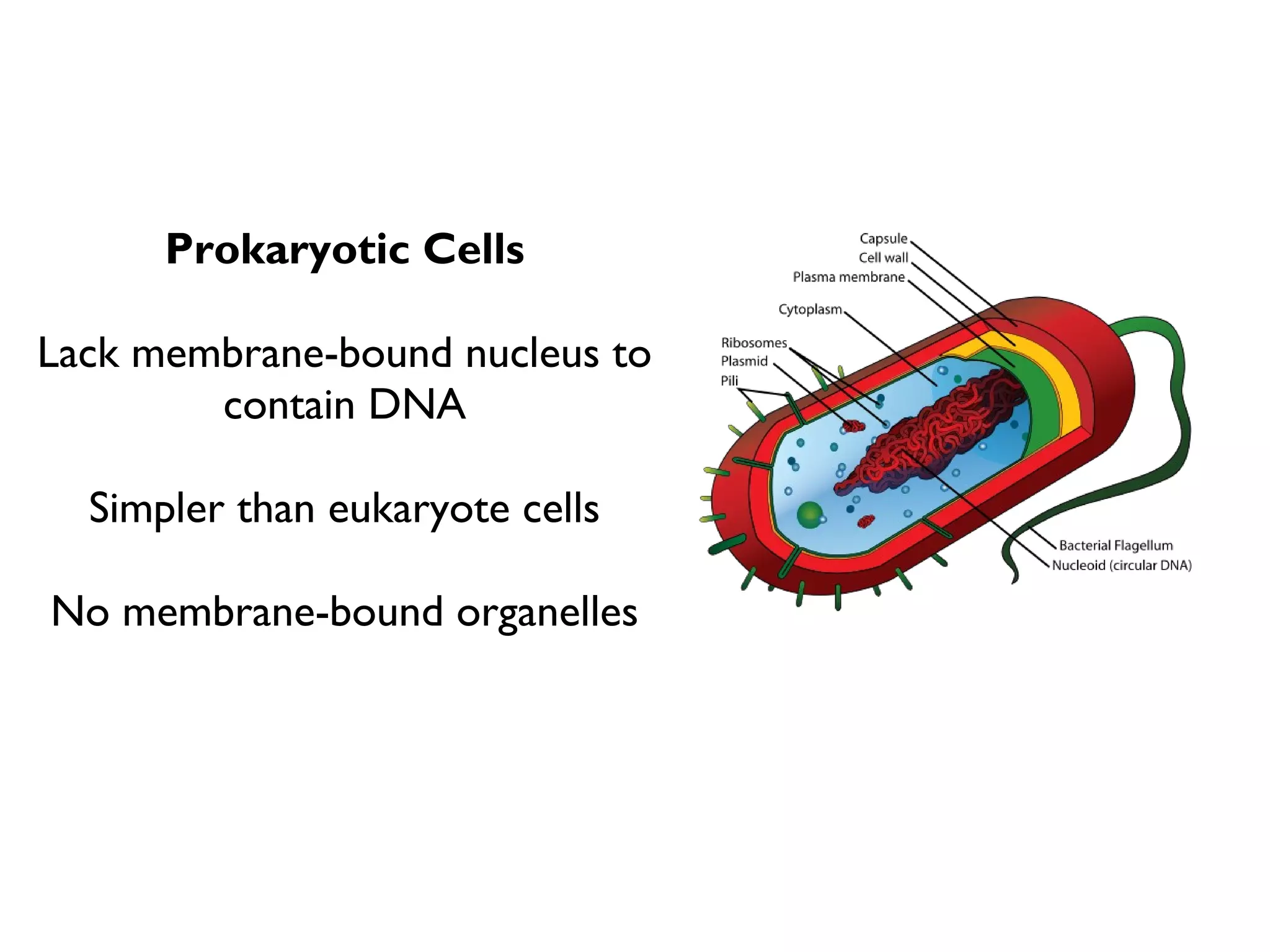 Is A Vacuole Prokaryotic Or Eukaryotic? The Ultimate Cell Debate! - vkig5u1