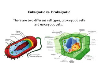 Eukaryotic vs. Prokaryotic
There are two different cell types, prokaryotic cells
and eukaryotic cells.

 