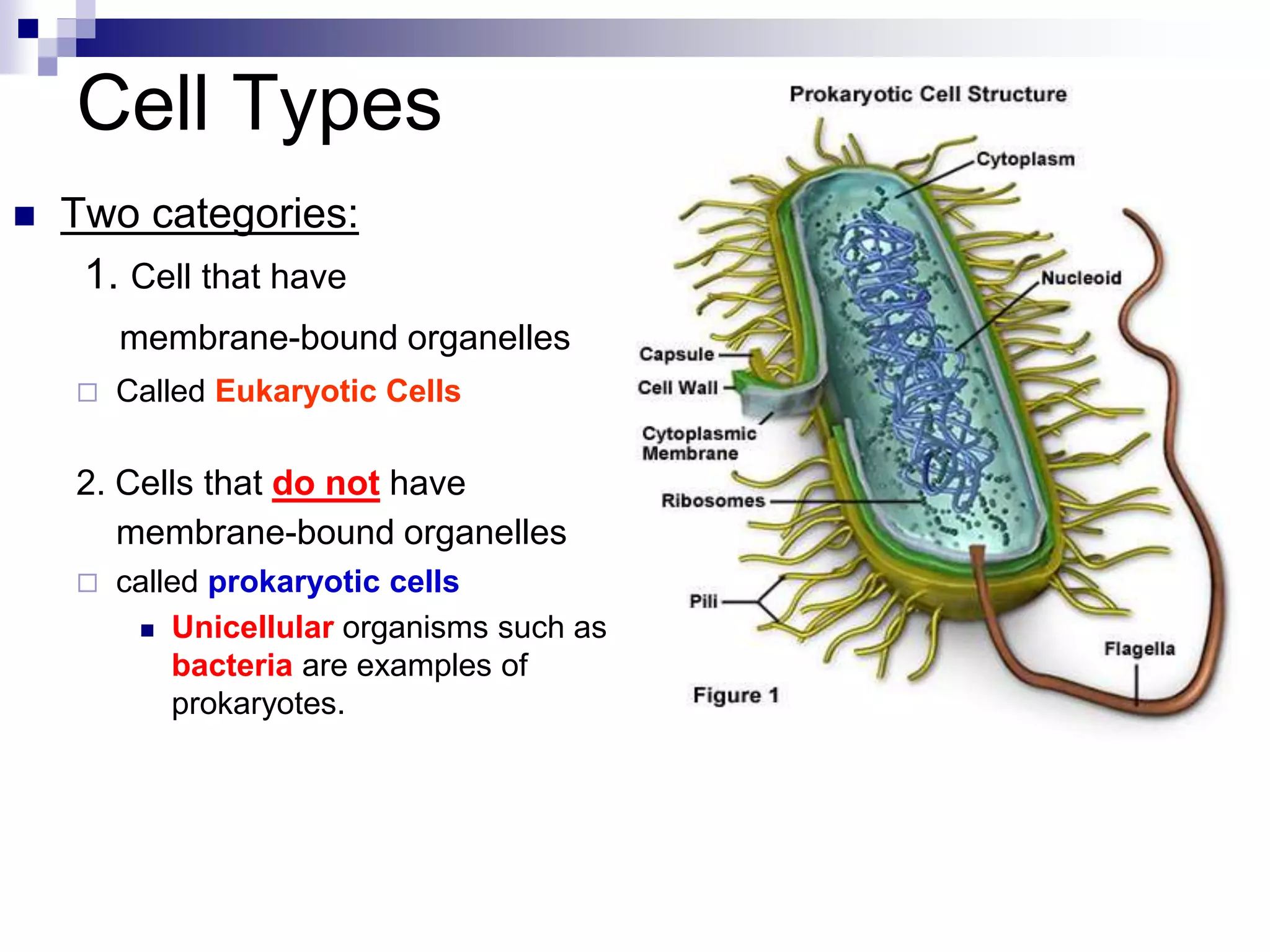 Vacuole Prokaryotic Or Eukaryotic