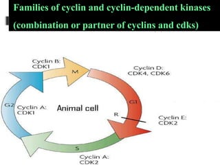 Eukayotic_cell_cycle Prashant.ppt
