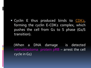 Eukayotic_cell_cycle Prashant.ppt