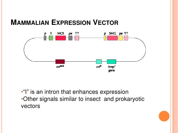 Eukayotic expression vimmi.