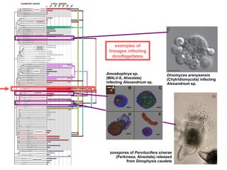 Global ocean’s protist metabarcoding | PPT