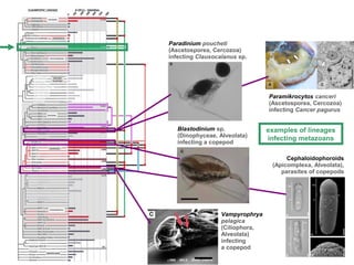 Global ocean’s protist metabarcoding | PPT