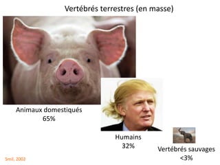 Vertébrés terrestres (en masse)
Animaux domestiqués
65%
Humains
32% Vertébrés sauvages
<3%Smil, 2002
 