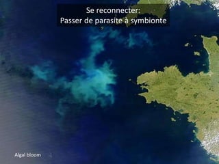 Se reconnecter:
Passer de parasite à symbionte
Algal bloom
 