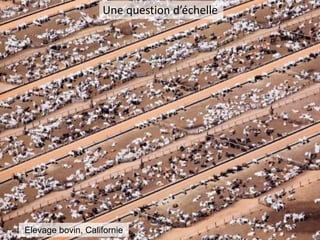 Une question d’échelle
Elevage bovin, Californie
 