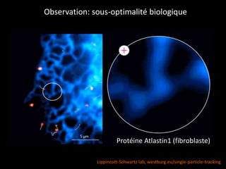 Observation: sous-optimalité biologique
Lippincott-Schwartz lab, westburg.eu/single-particle-tracking
Protéine Atlastin1 (fibroblaste)
 