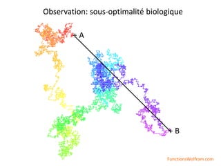 FunctionsWolfram.com
+ A
+ B
Observation: sous-optimalité biologique
 