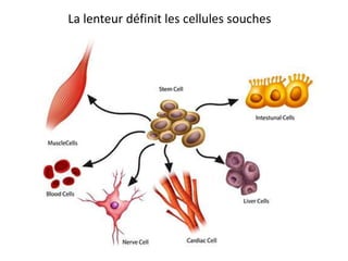 La lenteur définit les cellules souches
 