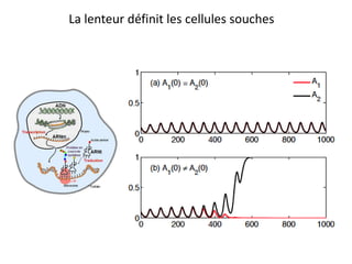 La lenteur définit les cellules souches
 