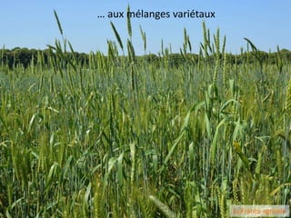 … aux mélanges variétaux
La France agricole
 
