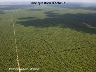 Une question d’échelle
Palmiers à huile, Malaisie
 