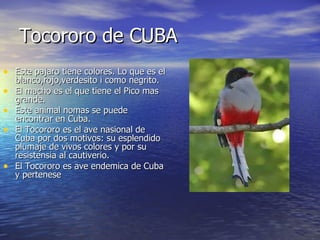 Tocororo de CUBA Este pajaro tiene colores. Lo que es el blanco,rojo,verdesito i como negrito. El macho es el que tiene el Pico mas grande. Este animal nomas se puede encontrar en Cuba. El Tocororo es el ave nasional de Cuba por dos motivos: su esplendido plumaje de vivos colores y por su resistensia al cautiverio. El Tocororo es ave endemica de Cuba y pertenese 
