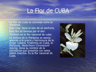 La Flor de CUBA La Flor de Cuba es conosida como la mariposa. Esta rosa  tiene el olor de un perfume. Esta flor es famosa por el olor. Tambien es la flor nacional de cuba. La belleza de la Mariposa se asocia además a la gracia y hermosura de la mujer cubana. Endémica en Cuba, la Mariposa,  Hedychium Coronarium Koenig,  toma su nombre de la semejanza que presenta con estos bellos insectos. Es la flor nacional de Cuba.  