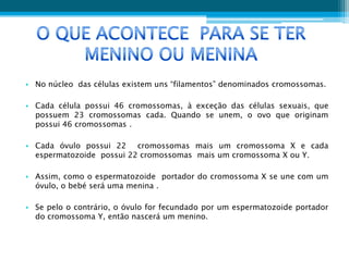 • No núcleo das células existem uns “filamentos” denominados cromossomas.

• Cada célula possui 46 cromossomas, à exceção das células sexuais, que
  possuem 23 cromossomas cada. Quando se unem, o ovo que originam
  possui 46 cromossomas .

• Cada óvulo possui 22 cromossomas mais um cromossoma X e cada
  espermatozoide possui 22 cromossomas mais um cromossoma X ou Y.

• Assim, como o espermatozoide portador do cromossoma X se une com um
  óvulo, o bebé será uma menina .

• Se pelo o contrário, o óvulo for fecundado por um espermatozoide portador
  do cromossoma Y, então nascerá um menino.
 