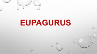 EUPAGURUS
 