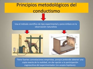 Principios metodológicos del conductismoUsa el método científico de tipo experimental y pone énfasis en la observación naturalistaTiene fuertes connotaciones empiristas, porque pretende obtener una copia exacta de la realidad, sin dar opción a la participación cognoscitiva del experimentador (no acepta hipótesis).