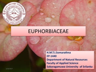 EUPHORBIACEAE
H.M.T.I.Somarathna
EP-1440
Department of Natural Resources
Faculty of Applied Science
Sabaragamuwa University of Srilanka
2/10/2017 Euphorbiaceae 1
 