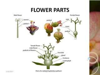 2/10/2017 Euphorbiaceae 10
FLOWER PARTS
 