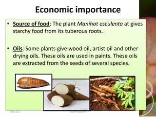 Economic importance
• Source of food: The plant Manihot esculenta at gives
starchy food from its tuberous roots.
• Oils: Some plants give wood oil, artist oil and other
drying oils. These oils are used in paints. These oils
are extracted from the seeds of several species.
2/10/2017 Euphorbiaceae 11
 