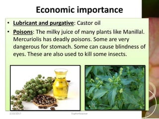 Economic importance
• Lubricant and purgative: Castor oil
• Poisons: The milky juice of many plants like Manillal.
Mercuriolis has deadly poisons. Some are very
dangerous for stomach. Some can cause blindness of
eyes. These are also used to kill some insects.
2/10/2017 Euphorbiaceae 12
 