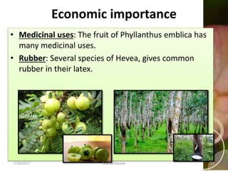 v
Economic importance
• Medicinal uses: The fruit of Phyllanthus emblica has
many medicinal uses.
• Rubber: Several species of Hevea, gives common
rubber in their latex.
2/10/2017 Euphorbiaceae 13
 