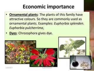 Economic importance
• Ornamental plants: The plants of this family have
attractive colours. So they are commonly used as
ornamental plants. Examples: Euphorbia splenden.
Euphorbia pulcherrima,
• Dyes: Chrozophora gives dye.
2/10/2017 Euphorbiaceae 14
 