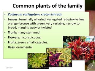 Common plants of the family
• Codiaeum variegatum, croton (shrub).
• Leaves: terminally whorled, variegated red-pink-yellow
orange- bronze with green, very variable, narrow to
broad, margins wavy or twisted.
• Trunk: many-stemmed.
• Flowers: inconspicuous;
• Fruits: green, small capsules.
• Uses: ornamental
2/10/2017 Euphorbiaceae 15
 