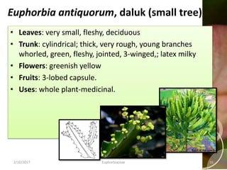 Euphorbia antiquorum, daluk (small tree)
• Leaves: very small, fleshy, deciduous
• Trunk: cylindrical; thick, very rough, young branches
whorled, green, fleshy, jointed, 3-winged,; latex milky
• Flowers: greenish yellow
• Fruits: 3-lobed capsule.
• Uses: whole plant-medicinal.
2/10/2017 Euphorbiaceae 16
 