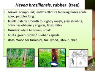 Hevea brasiliensis, rubber (tree)
• Leaves: compound; leaflets elliptic/ tapering base/ acute
apex; petioles long.
• Trunk: patchy, smooth to slightly rough, greyish white;
branches obliquely angular; latex milky.
• Flowers: white to cream, small
• Fruits: green-brown/ 3-lobed capsule.
• Uses: Wood for furniture, fuel wood, latex-rubber.
2/10/2017 Euphorbiaceae 17
 
